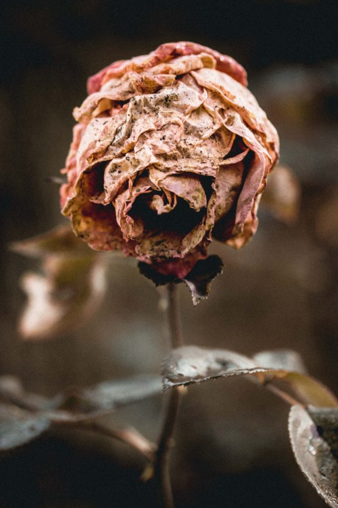 Dying rose to represent data breach