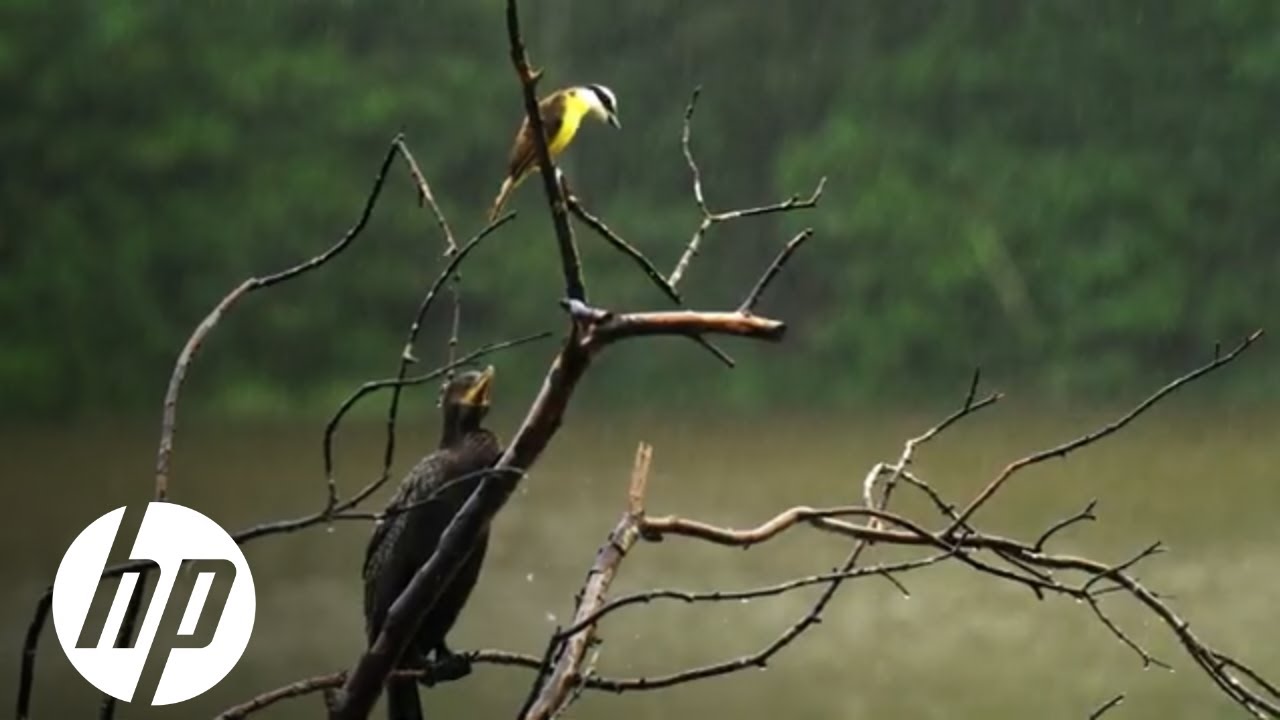 HP and WWF Forest commitment in the Atlantic Forest, Brazil