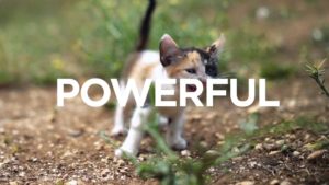 Read more about the article Why Lenovo ThinkStation P330 Tiny