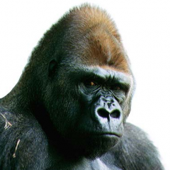 Read more about the article The New HPE Alletra Storage MP – The Era of Standardization